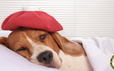 Como detectar que tu mascota esta enferma