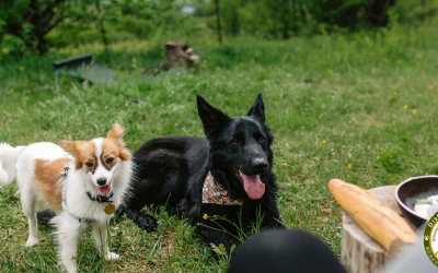 Alimento prohibidos para tu mascota