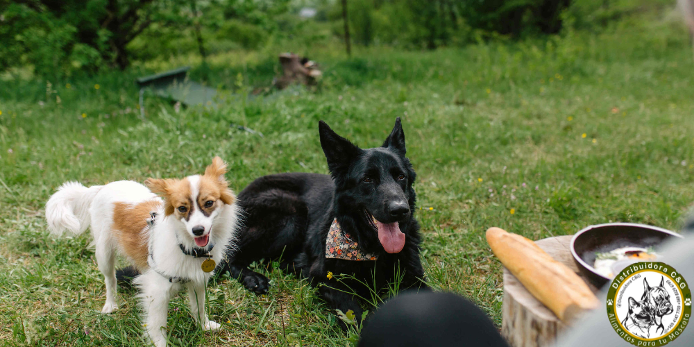 Alimento prohibidos para tu mascota